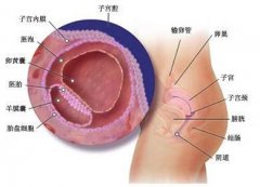 阴道炎症会影响怀孕吗